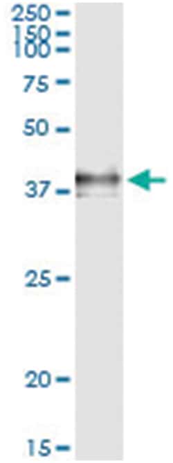 F3, Human, IP-WB Antibody Pair (PW2), Abnova&trade;