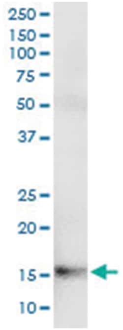 anti-FABP7, Human, IP-WB Antibody Pair, Abnova™