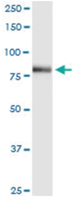 anti-ACSL3, Human, IP-WB Antibody Pair, Abnova&trade;