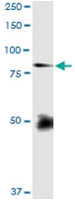 FBLN1, Human, IP-WB Antibody Pair (PW2), Abnova&trade;