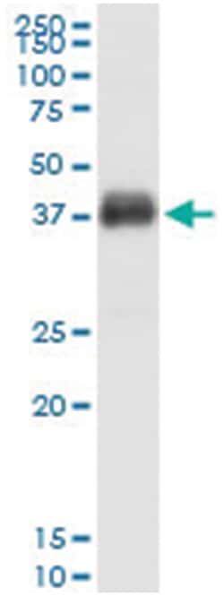anti-FCGR2B, Human, IP-WB Antibody Pair, Abnova™