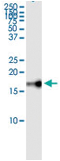FGF1, Human, IP-WB Antibody Pair (PW3), Abnova&trade;