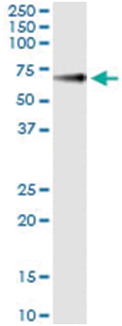 GPC5, Human, IP-WB Antibody Pair (PW3), Abnova 1 Set:Antibodies, Monoclonal/Polyclonal