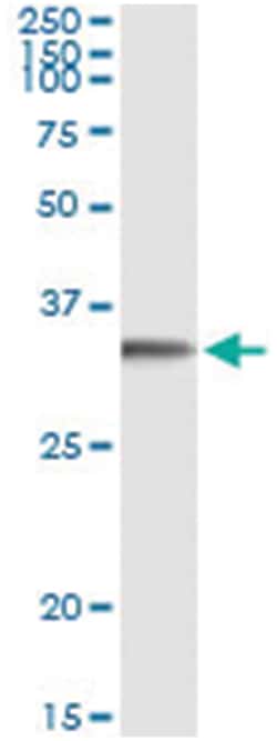 anti-FGL1, Human, IP-WB Antibody Pair, Abnova&trade;