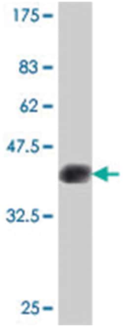 FHL1 (A01), Mouse anti-Human, Polyclonal Antibody, Abnova 50&mu;L; Unlabeled:Antibodies,