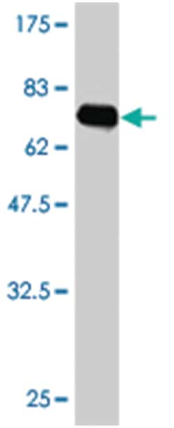 FLI1, Mouse, Clone: 2C10, Abnova 100&mu;g; Unlabeled:Antibodies, Monoclonal