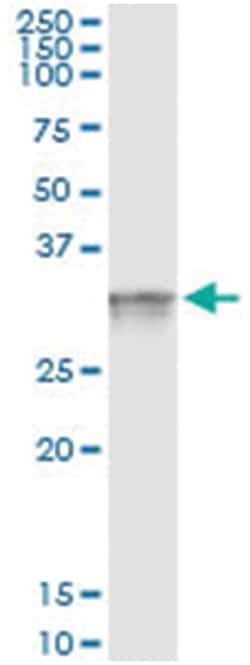 FRG1, Human, IP-WB Antibody Pair (PW2), Abnova&trade;