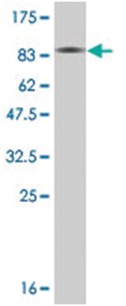 glutamate decarboxylase 1 (brain, 67kDa), Mouse, Clone: 1D12, Abnova 200 &mu;L | Buy Online | Abnova | Fisher Scientific