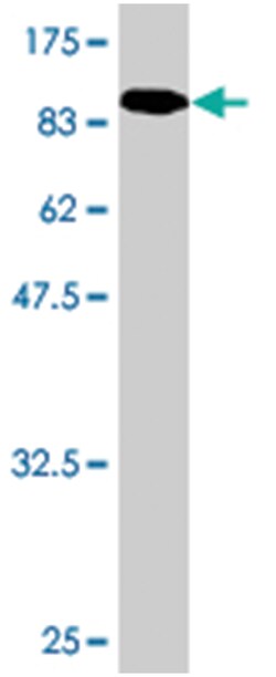 GALC, Mouse, Clone: 2D1, Abnova 100&mu;g; Unlabeled:Antibodies, Monoclonal