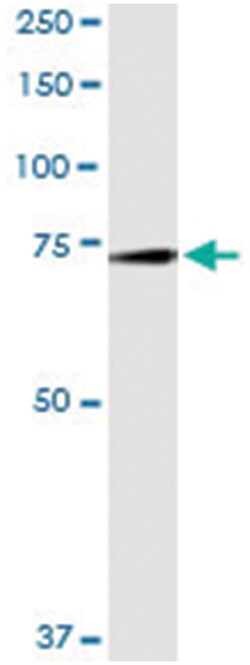 anti-GAS6, Human, IP-WB Antibody Pair, Abnova&trade;