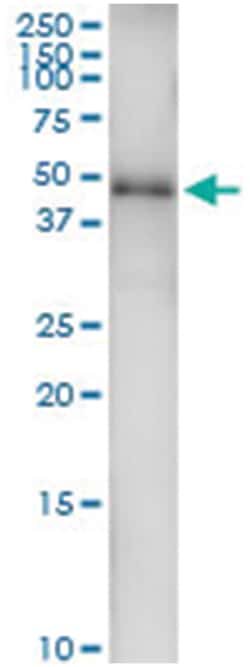 anti-GATA1, Human, IP-WB Antibody Pair, Abnova&trade;