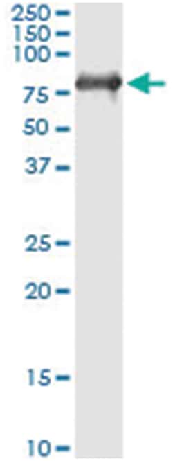 anti-GBP1, Human, IP-WB Antibody Pair, Abnova&trade;