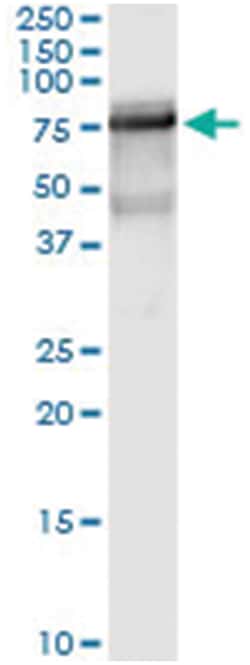 GBP2, Human, IP-WB Antibody Pair (PW1), Abnova&trade;