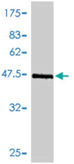 GCG, Mouse, Polyclonal Antibody, Abnova 50&mu;L; Unlabeled:Antibodies,