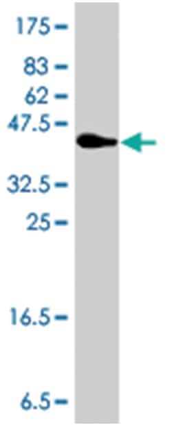 GCH1 (A01), Mouse anti-Human, Polyclonal Antibody, Abnova 50&mu;L; Unlabeled:Antibodies,