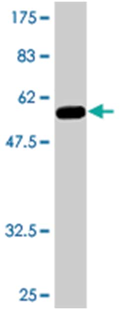 GCH1 (A02), Mouse anti-Human, Polyclonal Antibody, Abnova 50&mu;L; Unlabeled:Antibodies,