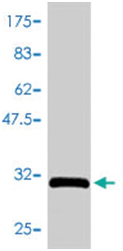 GNG3, Mouse, Polyclonal Antibody, Abnova 50&mu;L; Unlabeled:Antibodies,