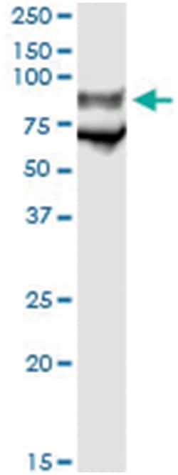 anti-GP1BA, Human, IP-WB Antibody Pair, Abnova&trade;