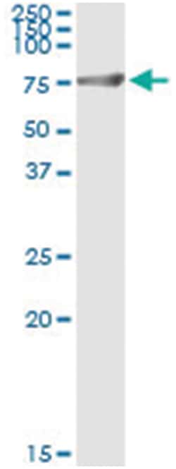 anti-GPI, Human, IP-WB Antibody Pair, Abnova 1 Set:Antibodies, Monoclonal/Polyclonal