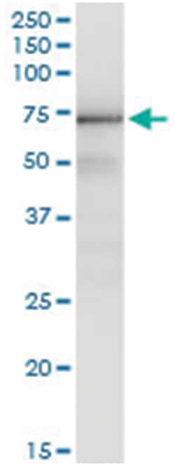 anti-GTF2H1, Human, IP-WB Antibody Pair, Abnova 1 Set:Antibodies, Monoclonal/Polyclonal