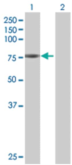 HAL 293T Cell Overexpression Lysate (Denatured), Abnova 100 &mu;L | Buy Online | Abnova | Fisher Scientific