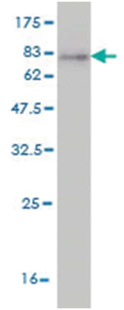 HDAC1, Mouse, Clone: 5C4, Abnova 200&mu;L; Unlabeled:Antibodies, Monoclonal