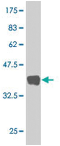 HINT1, Mouse, Polyclonal Antibody, Abnova 50&mu;L; Unlabeled:Antibodies,