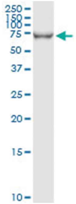 HLX, Human, IP-WB Antibody Pair (PW1), Abnova 1 Set:Antibodies, Monoclonal/Polyclonal