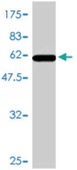 HMOX1 (A01), Mouse anti-Human, Polyclonal Antibody, Abnova 50&mu;L; Unlabeled:Antibodies,
