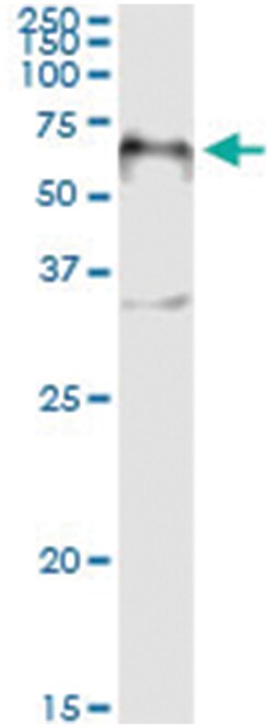 FOXA2, Human, IP-WB Antibody Pair (PW2), Abnova&trade;