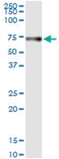 anti-HRG, Human, IP-WB Antibody Pair, Abnova™