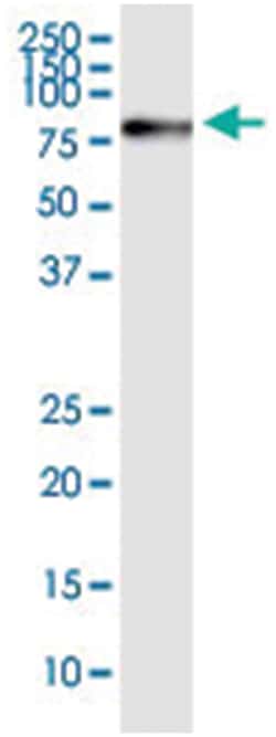 HSPA2, Human, IP-WB Antibody Pair (PW2), Abnova&trade;