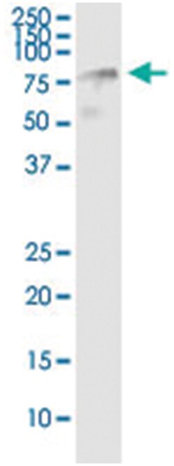 HSPA2, Human, IP-WB Antibody Pair (PW3), Abnova&trade;