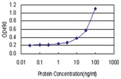 anti-HUS1 Matched Antibody Pair, Abnova™