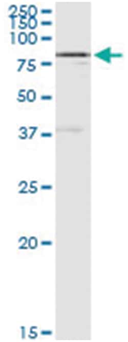 SP110, Human, IP-WB Antibody Pair (PW2), Abnova 1 Set:Antibodies