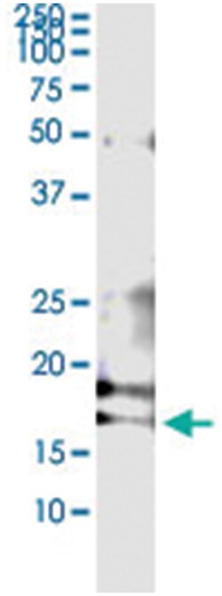anti-IFNA1, Human, IP-WB Antibody Pair, Abnova&trade;