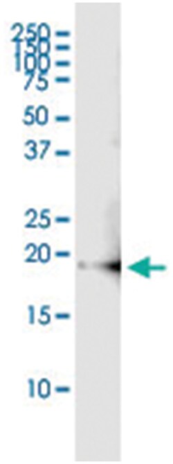 anti-IFNA4, Human, IP-WB Antibody Pair, Abnova&trade;