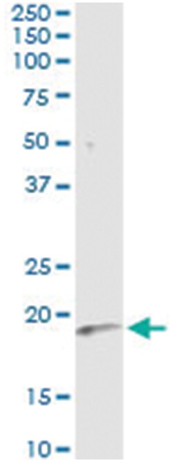anti-IFNA6, Human, IP-WB Antibody Pair, Abnova 1 Set:Antibodies, Monoclonal/Polyclonal