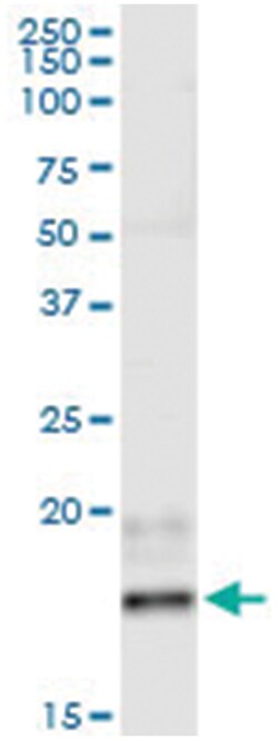 anti-IFNB1, Human, IP-WB Antibody Pair, Abnova™