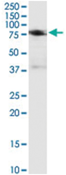 IFNGR1, Human, IP-WB Antibody Pair (PW2), Abnova&trade;