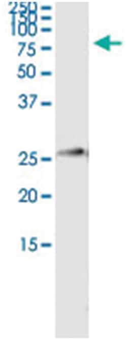 IGKC, Human, IP-WB Antibody Pair (PW3), Abnova&trade;