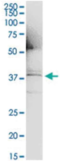 anti-IL1A, Human, IP-WB Antibody Pair, Abnova 1 Set:Antibodies, Monoclonal/Polyclonal