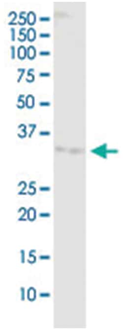 anti-IMPA2, Human, IP-WB Antibody Pair, Abnova 1 Set:Antibodies, Monoclonal/Polyclonal