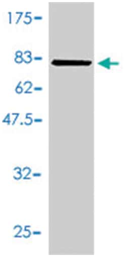 INHBA, Mouse, Polyclonal Antibody, Abnova 50&mu;L; Unlabeled:Anticuerpos