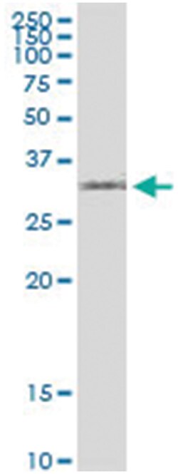 anti-IRF1, Human, IP-WB Antibody Pair, Abnova™