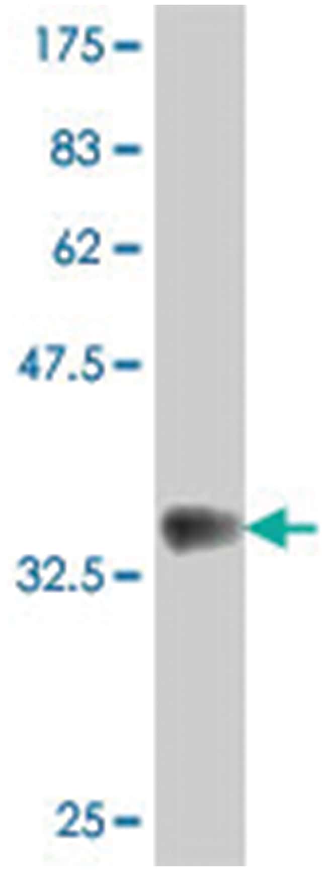 KLRB1, Mouse, Polyclonal Antibody, Abnova 50μL; UnlabeledAntibodies