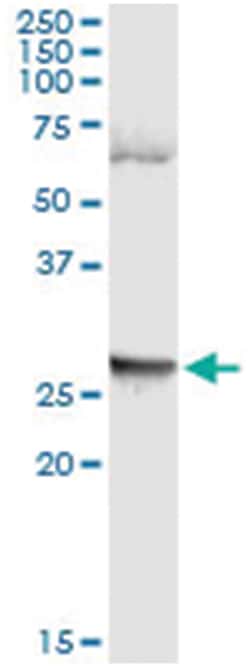 anti-LFNG, Human, IP-WB Antibody Pair, Abnova™