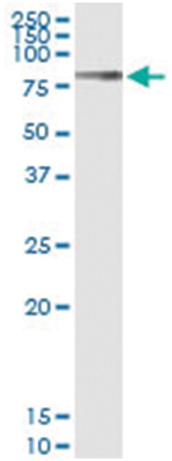 anti-LGALS3BP, Human, IP-WB Antibody Pair, Abnova 1 Set:Antibodies, Monoclonal/Polyclonal