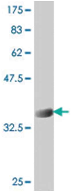 LY9, Mouse, Polyclonal Antibody, Abnova 50&mu;L; Unlabeled:Antibodies,