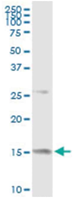anti-MDK, Human, IP-WB Antibody Pair, Abnova 1 Set:Antibodies, Monoclonal/Polyclonal